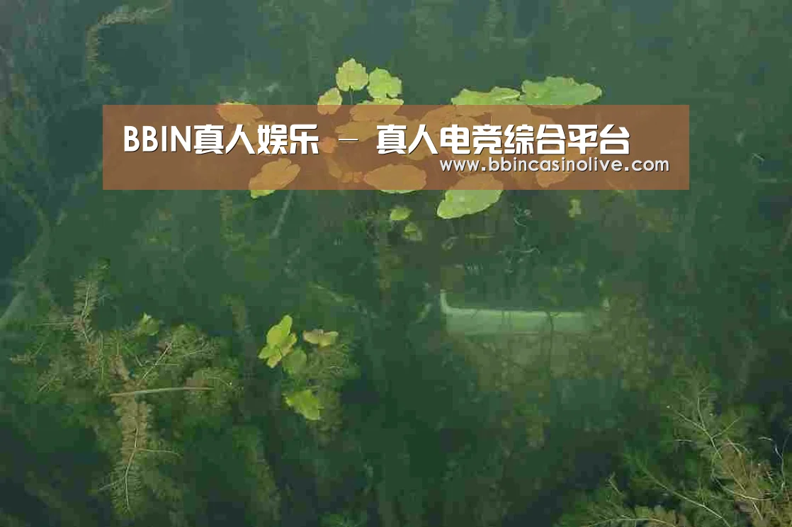 案例展示三